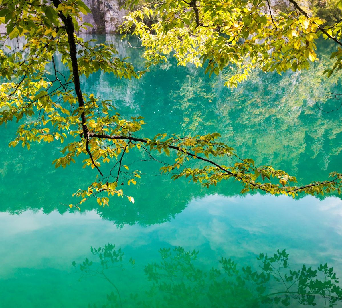 Tranquil Therapy Lush green leaves over a tranquil turquoise lake, reflecting surrounding nature.